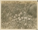 Image of Ptarmigan nest with 8 eggs